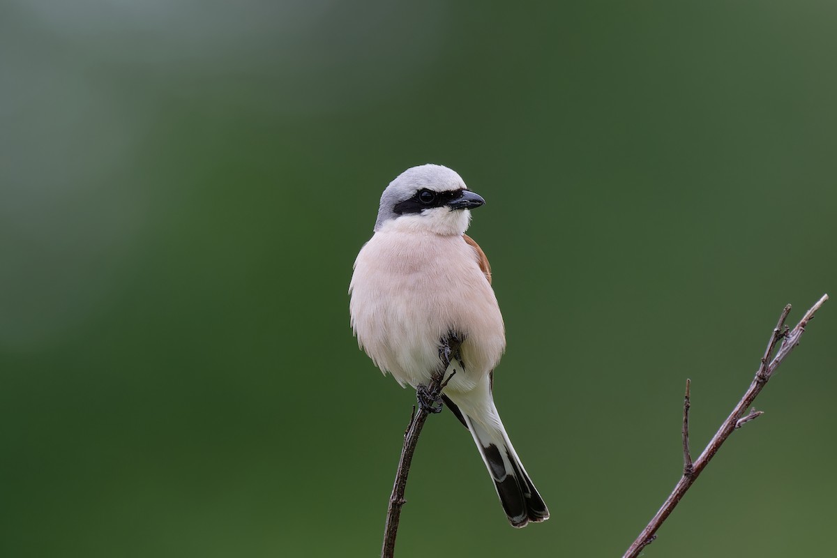 Red-backed Shrike - ML620602106