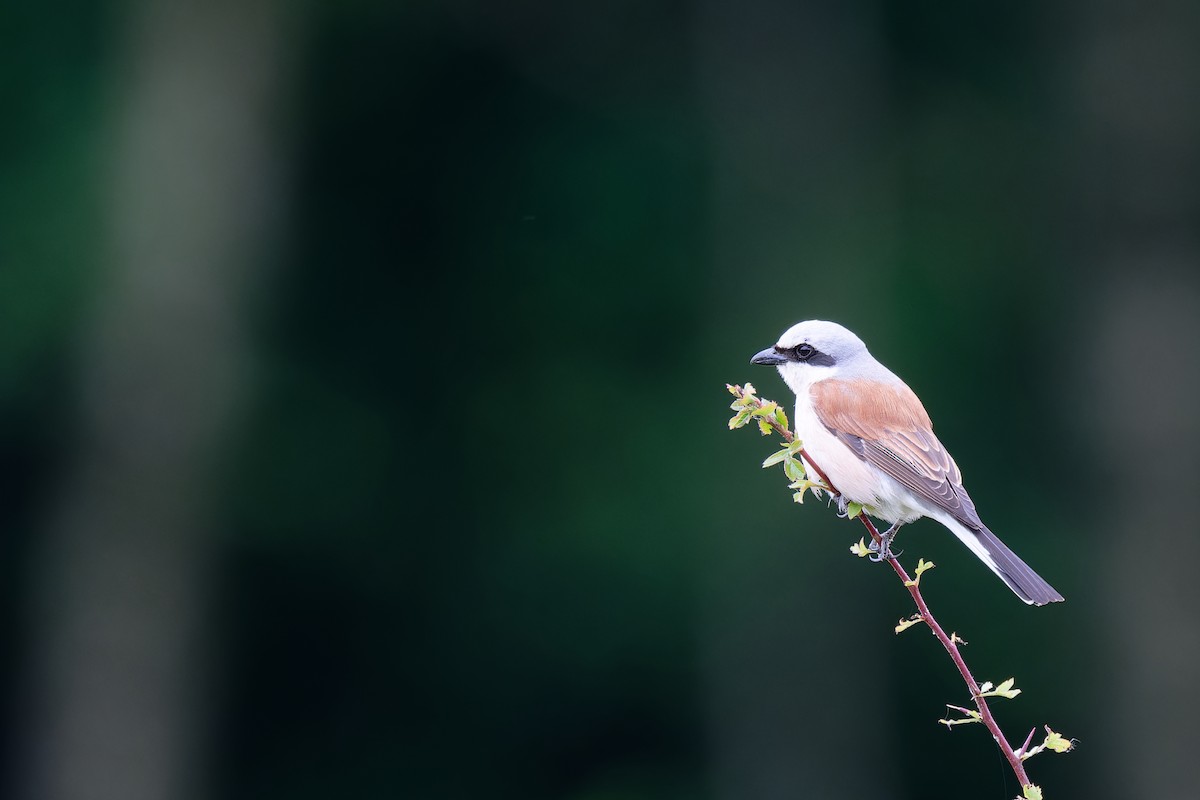 Red-backed Shrike - ML620602107