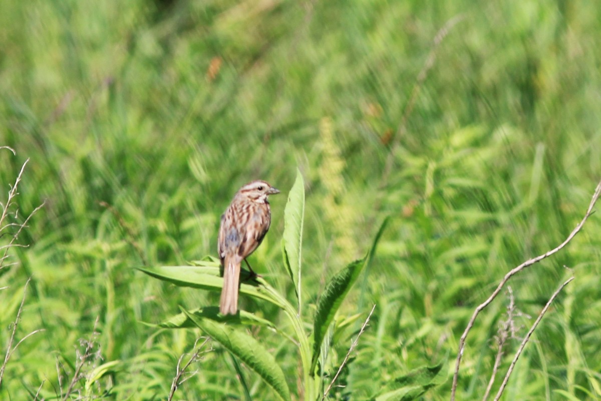 Song Sparrow - ML620602108