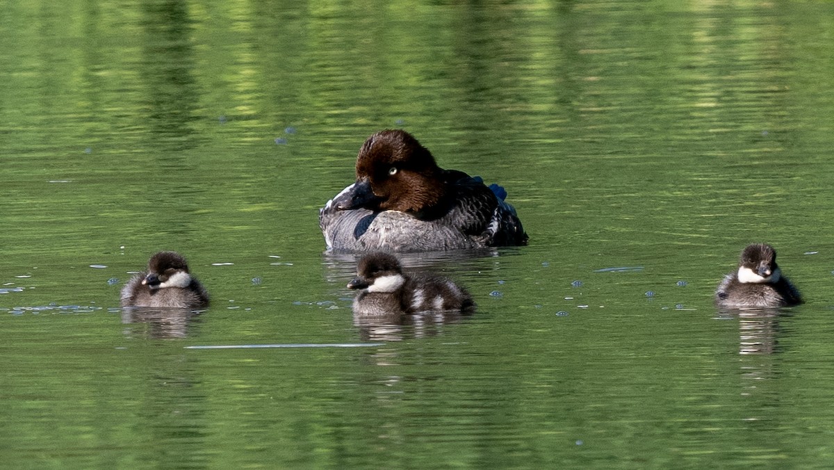 Common Goldeneye - ML620602109