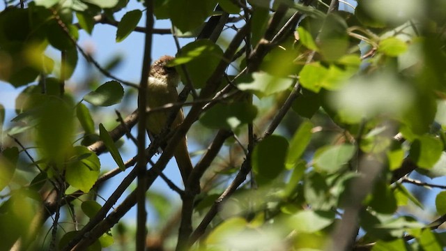 Yellow-streaked Warbler - ML620602113