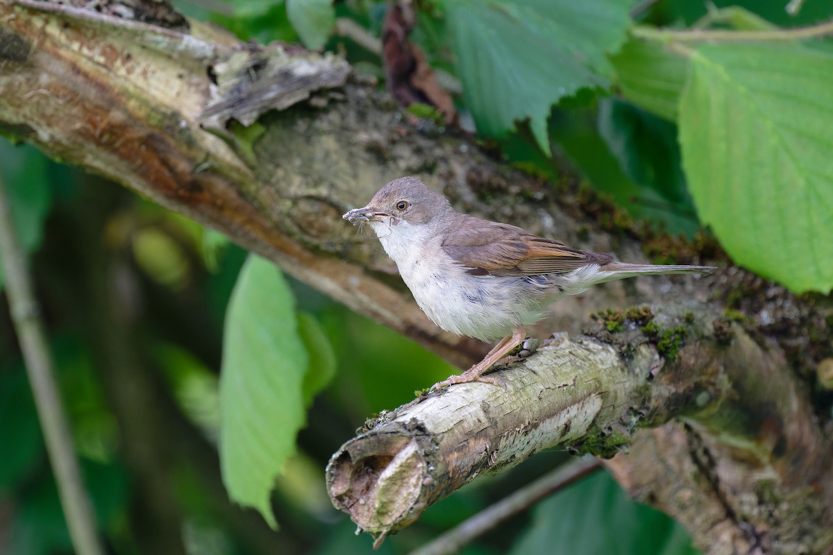 Greater Whitethroat - ML620602114