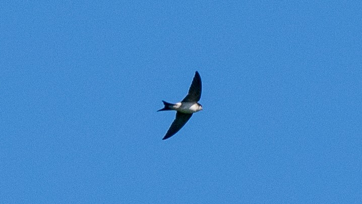 Western House-Martin - ML620602115