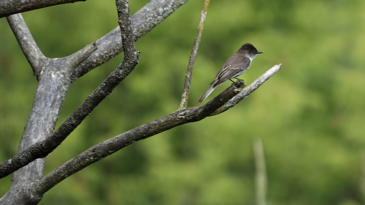 Eastern Phoebe - ML620602116