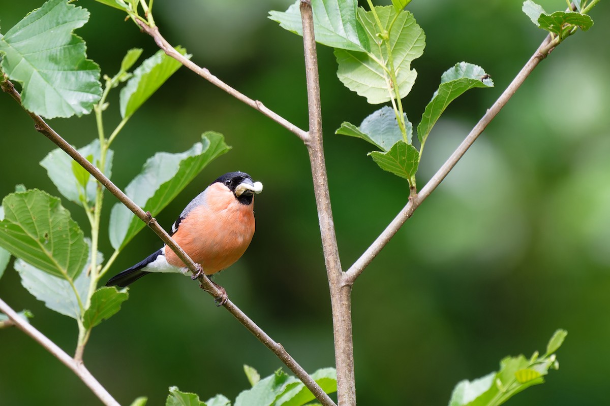 Eurasian Bullfinch - ML620602118