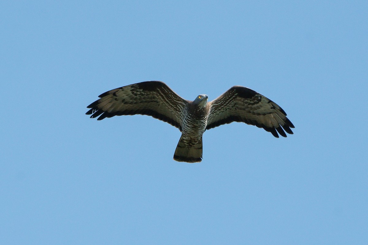 European Honey-buzzard - ML620602119