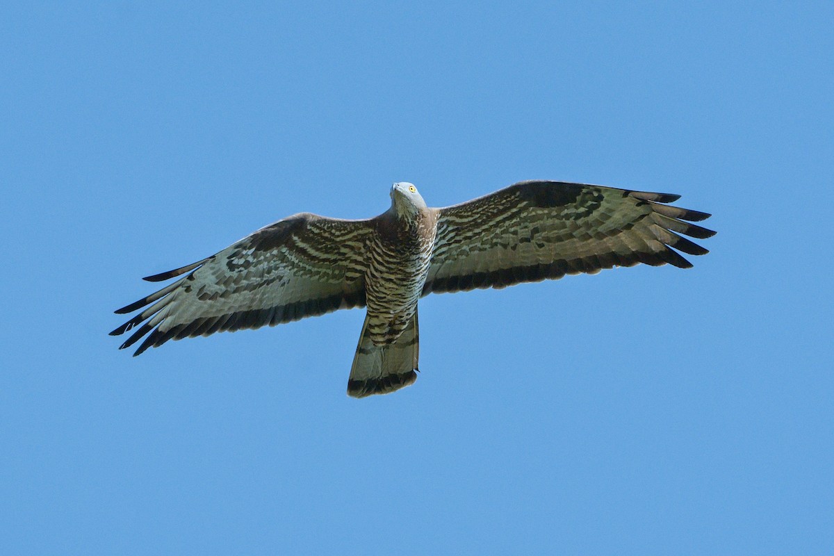 European Honey-buzzard - ML620602120