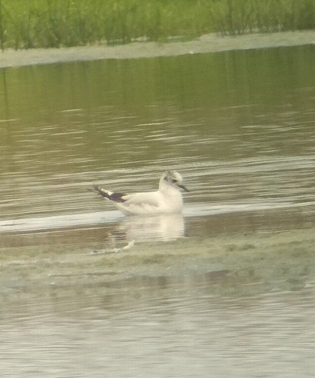 Little Gull - ML620602123