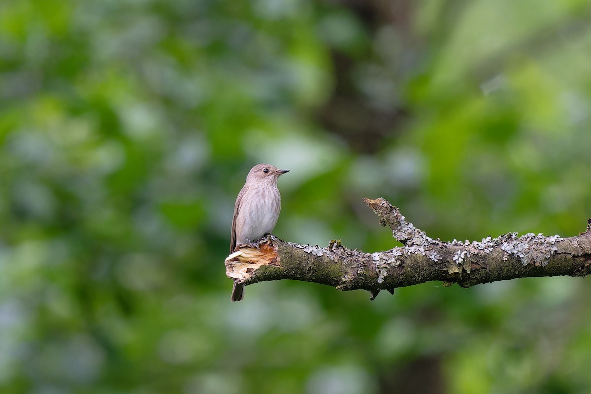 Spotted Flycatcher - ML620602125