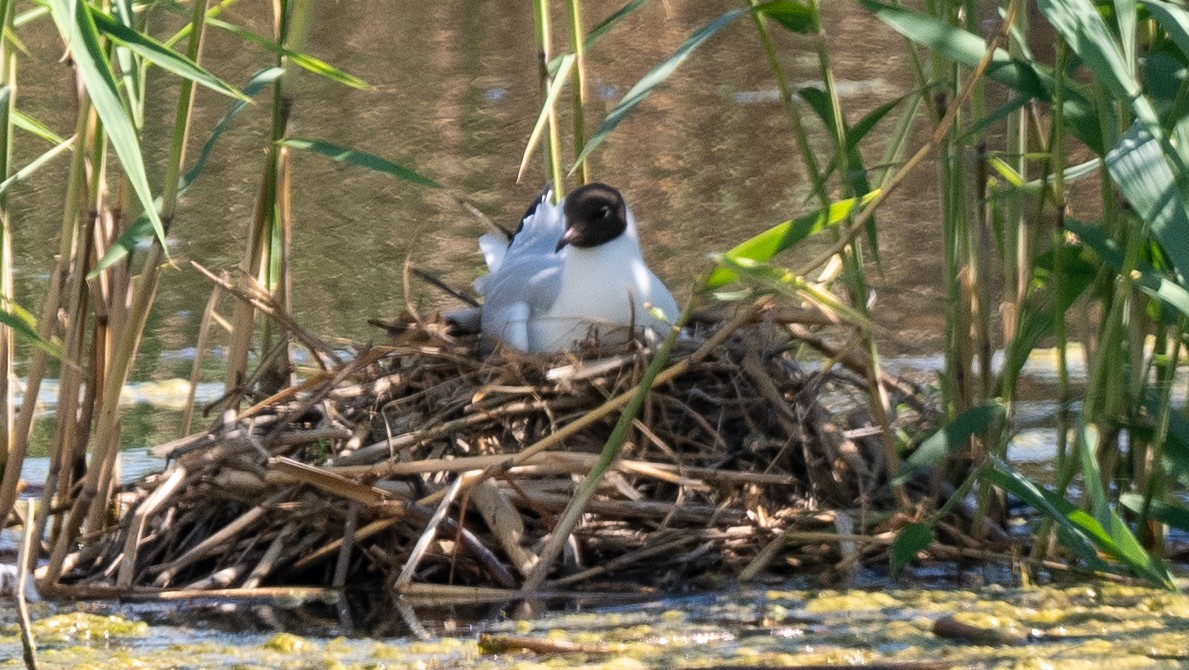 Black-headed Gull - ML620602126