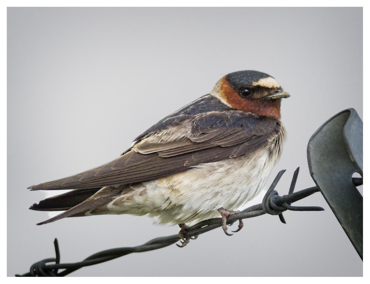 Cliff Swallow - ML620602135