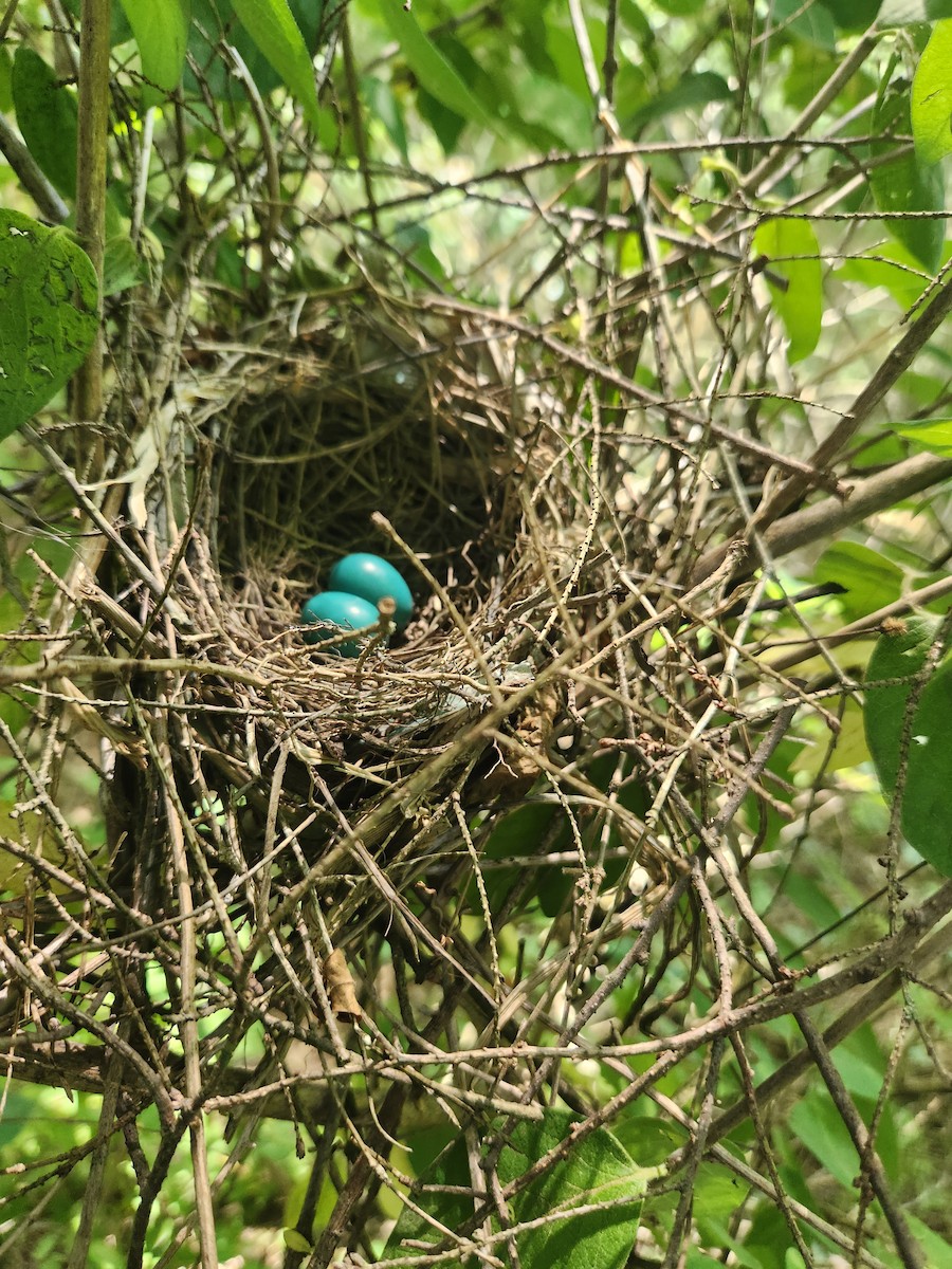 Gray Catbird - ML620602137