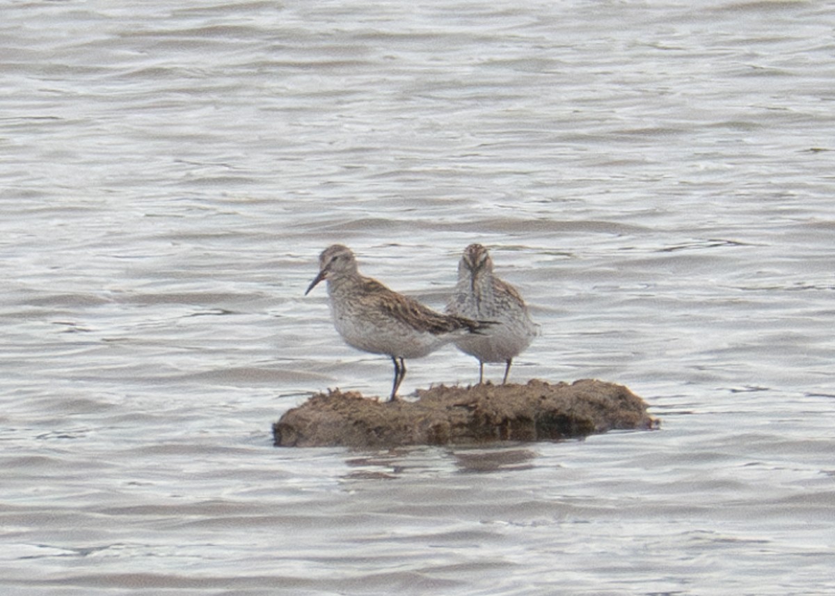 White-rumped Sandpiper - ML620602138