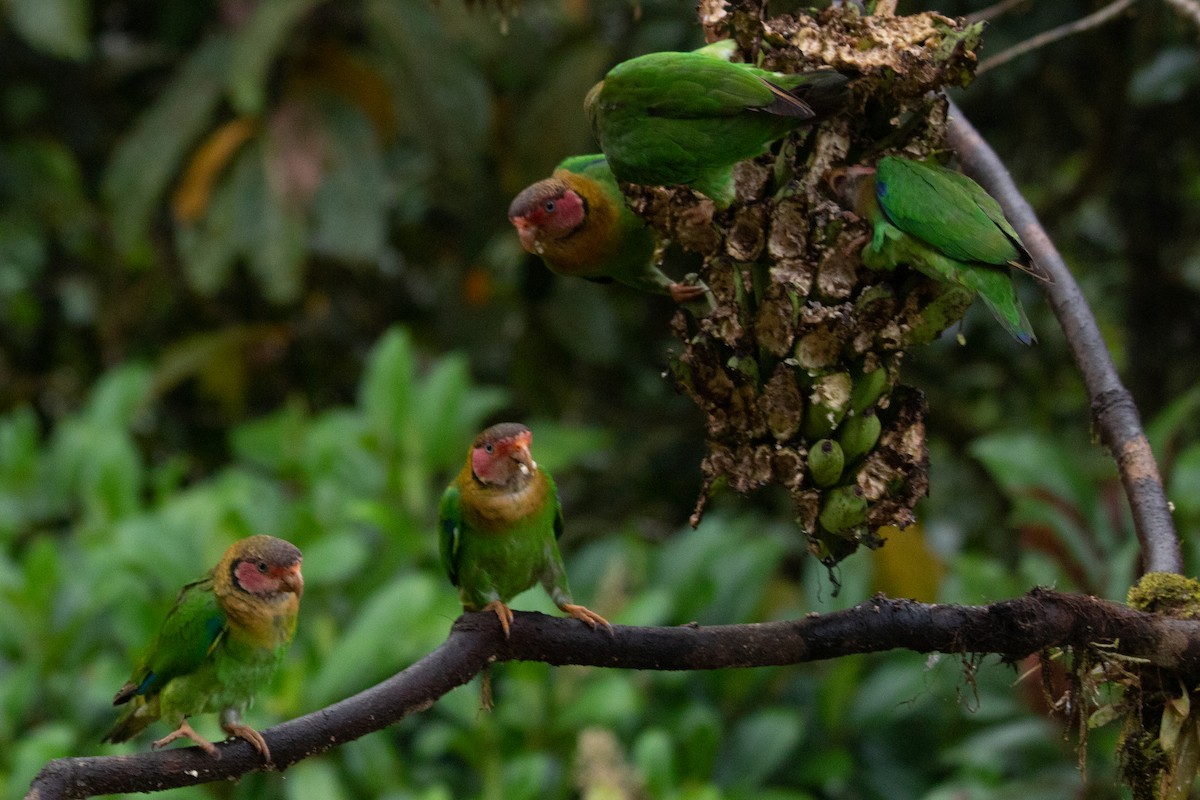 Rose-faced Parrot - Stijn de Jong