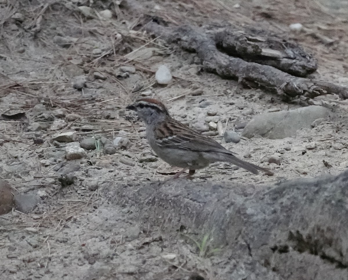 Chipping Sparrow - ML620602144