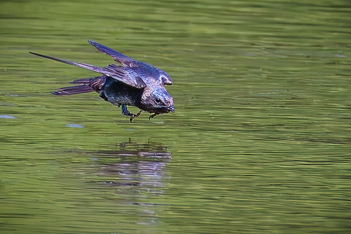 Purple Martin - ML620602157