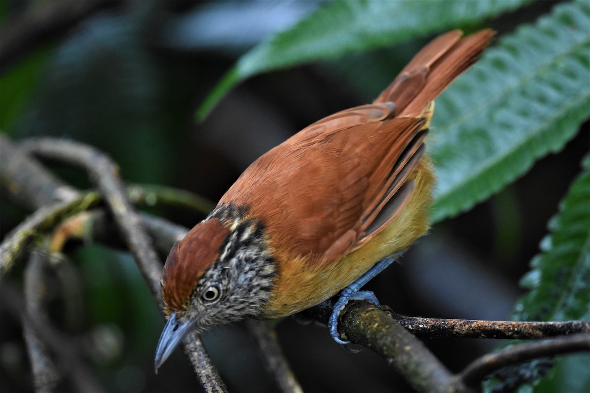 Barred Antshrike - ML620602160