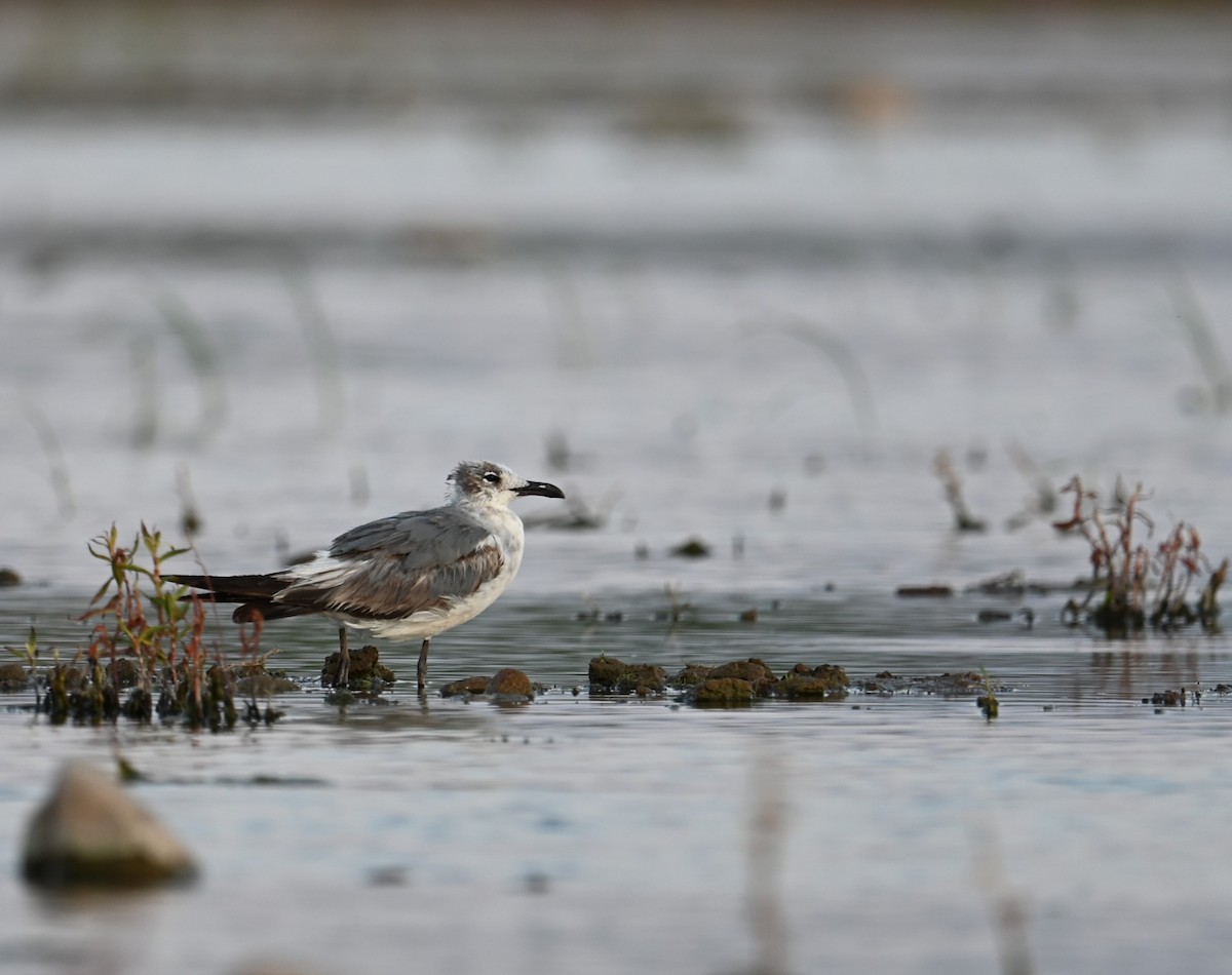 Mouette atricille - ML620602166