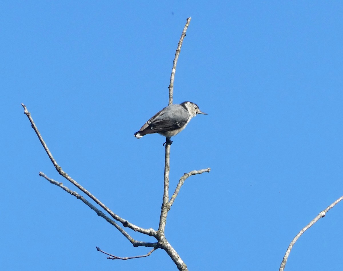 White-breasted Nuthatch - ML620602167