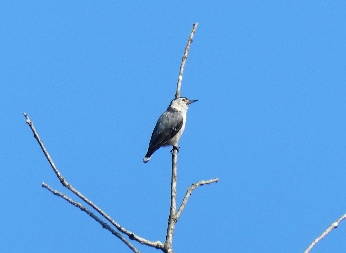 White-breasted Nuthatch - ML620602168