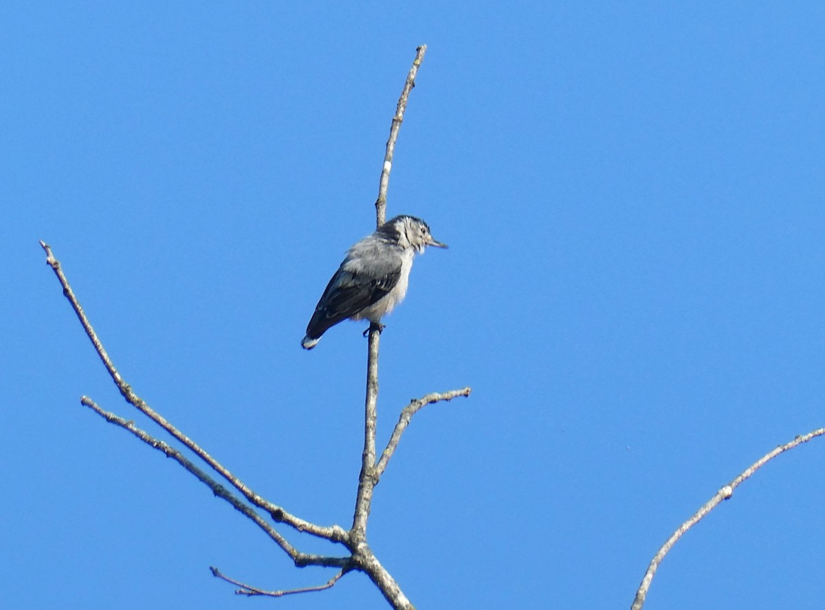 White-breasted Nuthatch - ML620602169