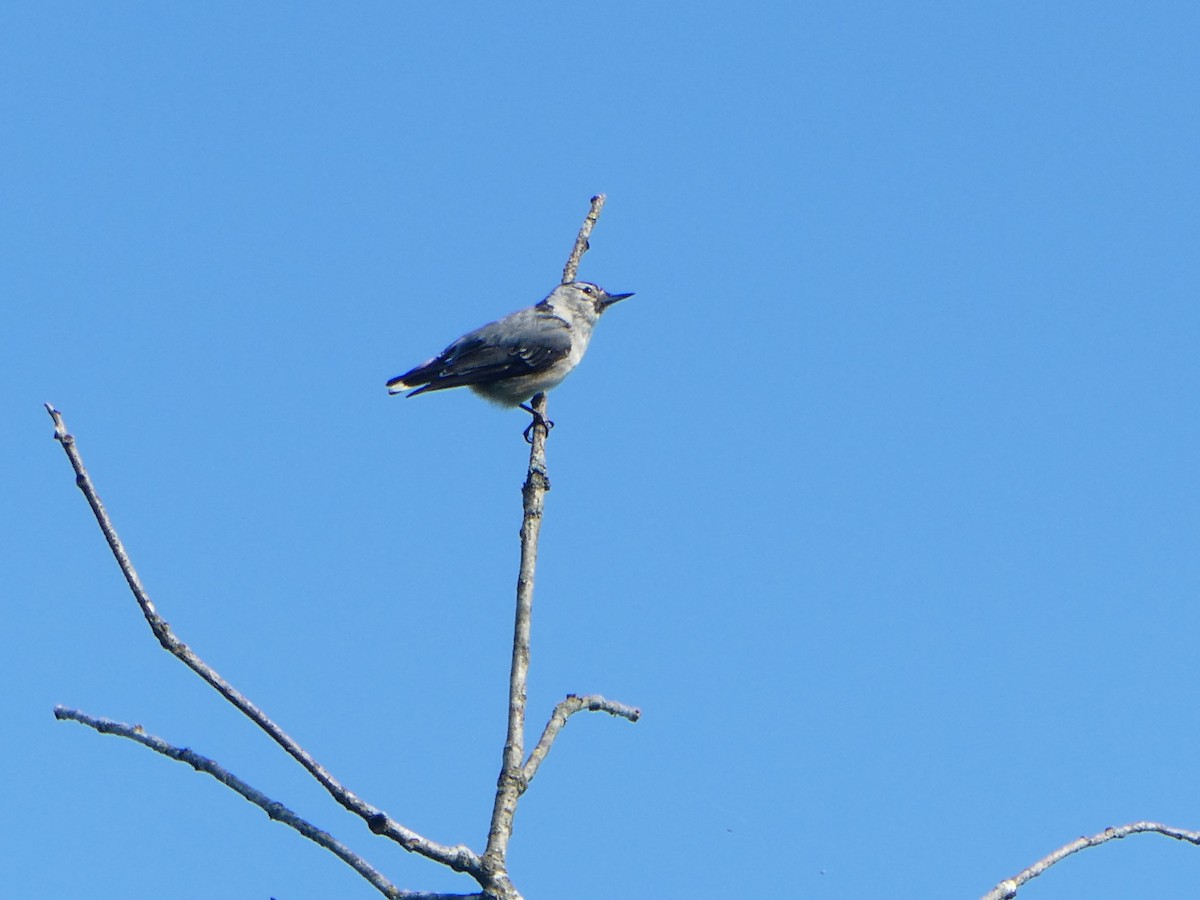 White-breasted Nuthatch - ML620602170