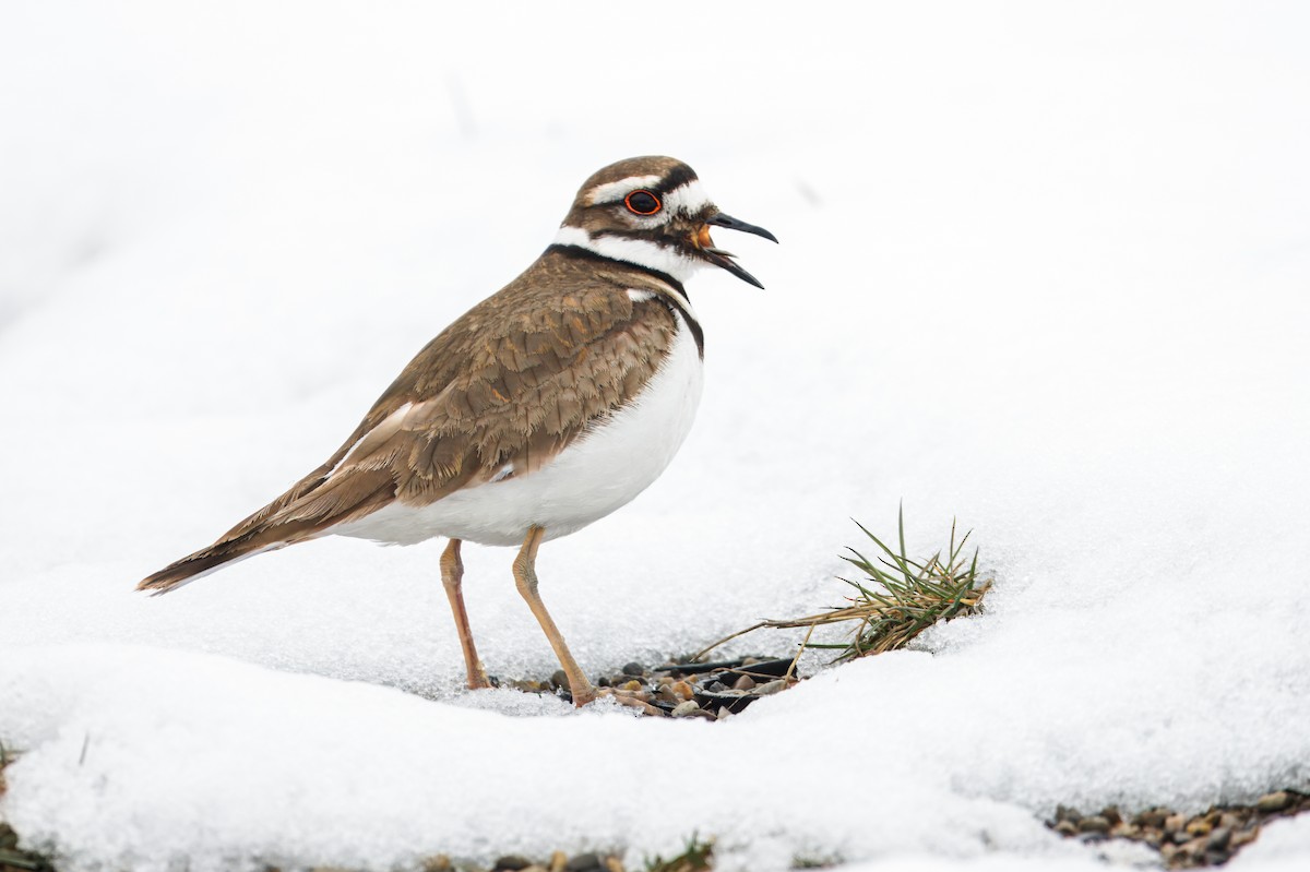 Killdeer - Calvin S