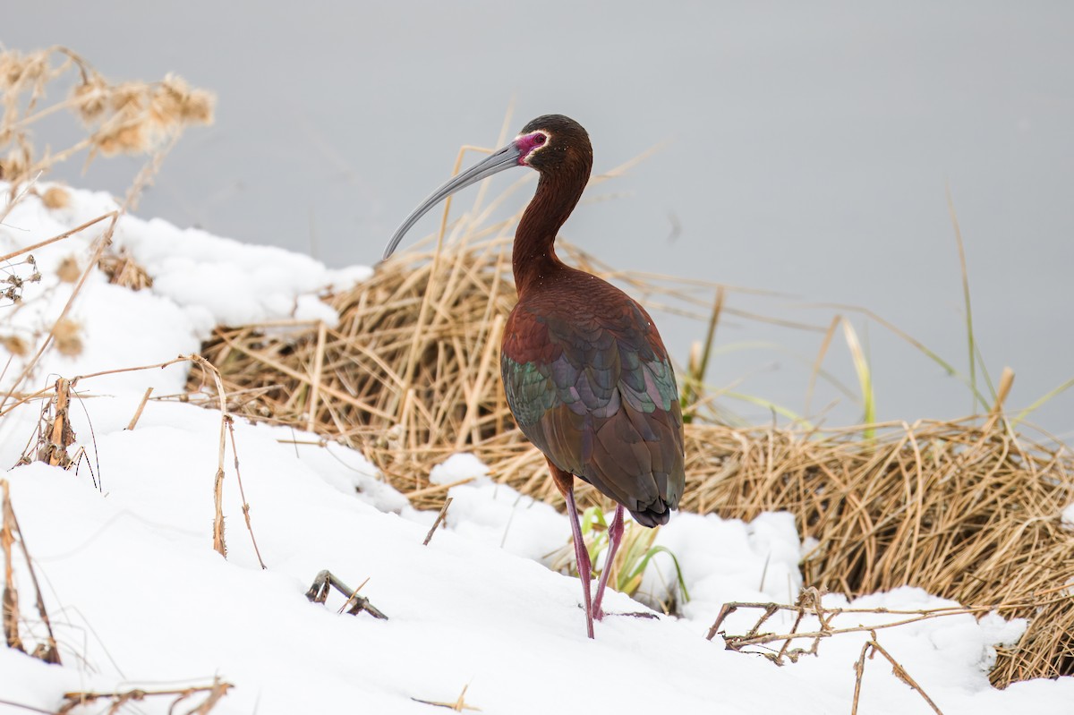 White-faced Ibis - ML620602174