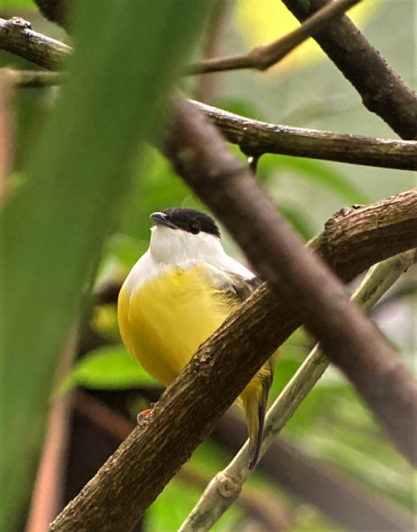 Manakin à col blanc - ML620602177