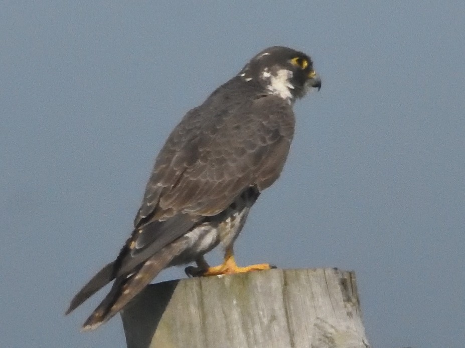 Peregrine Falcon - ML620602178