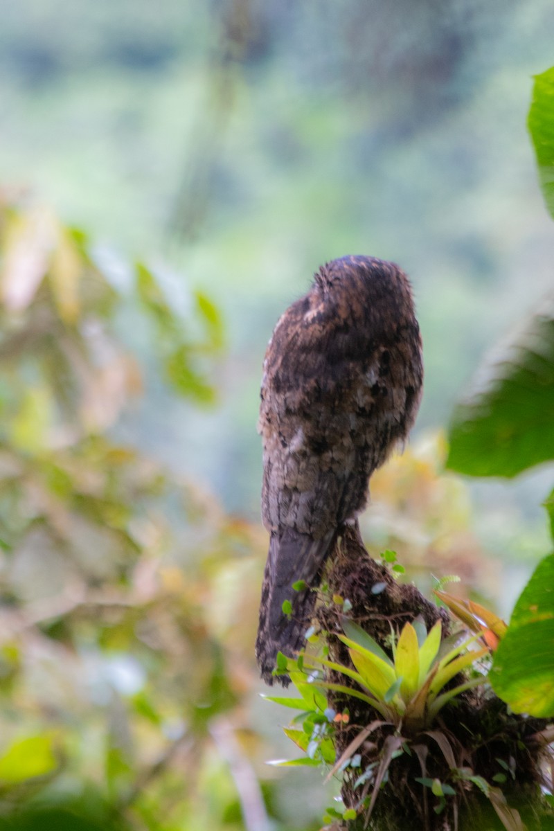 Common Potoo - ML620602182