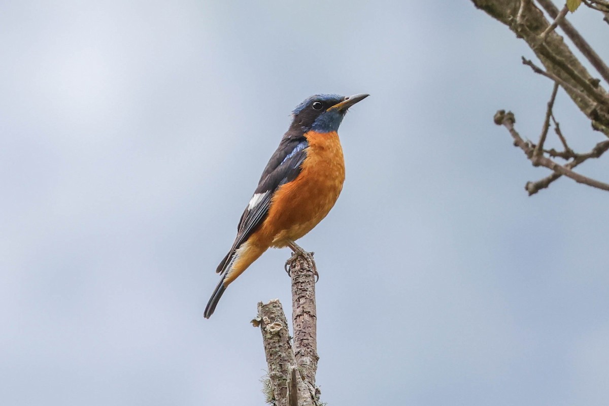 Blue-capped Rock-Thrush - Allison Miller