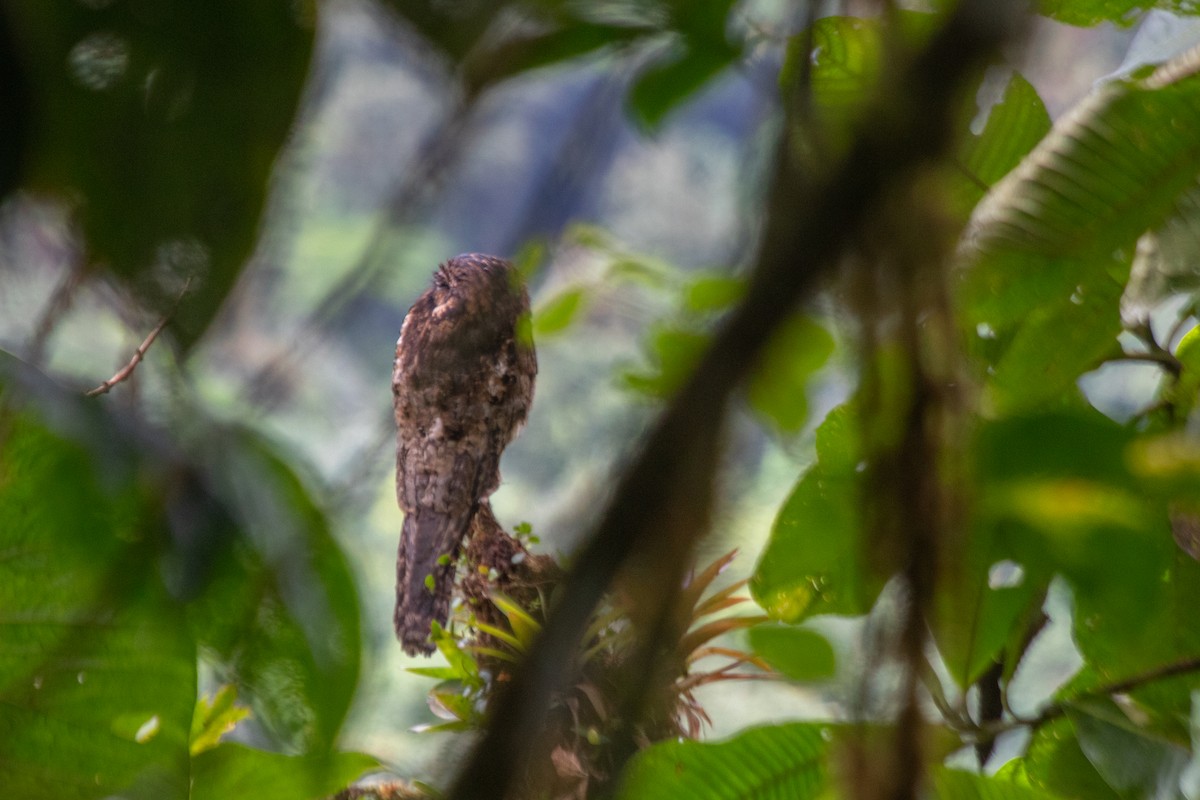 Common Potoo - Stijn de Jong