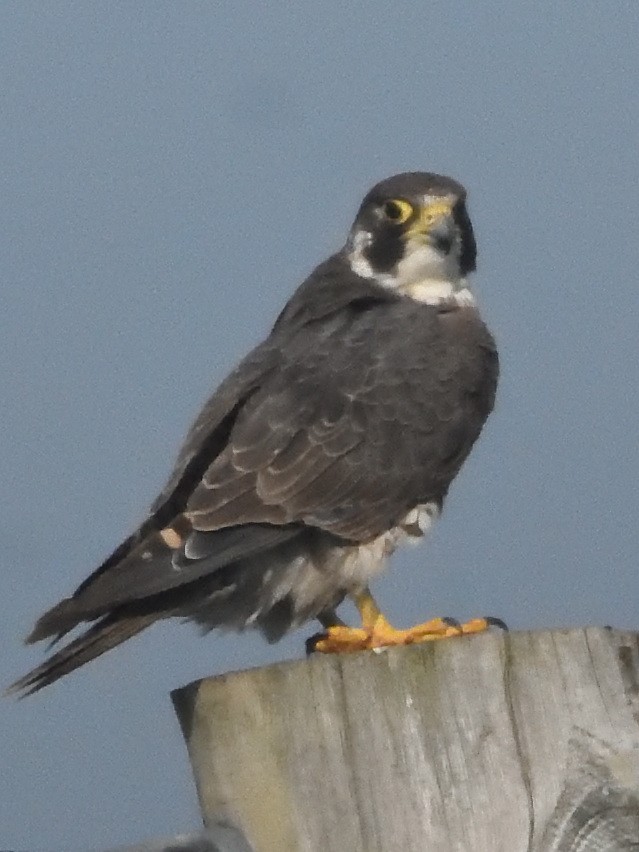 Peregrine Falcon - ML620602186