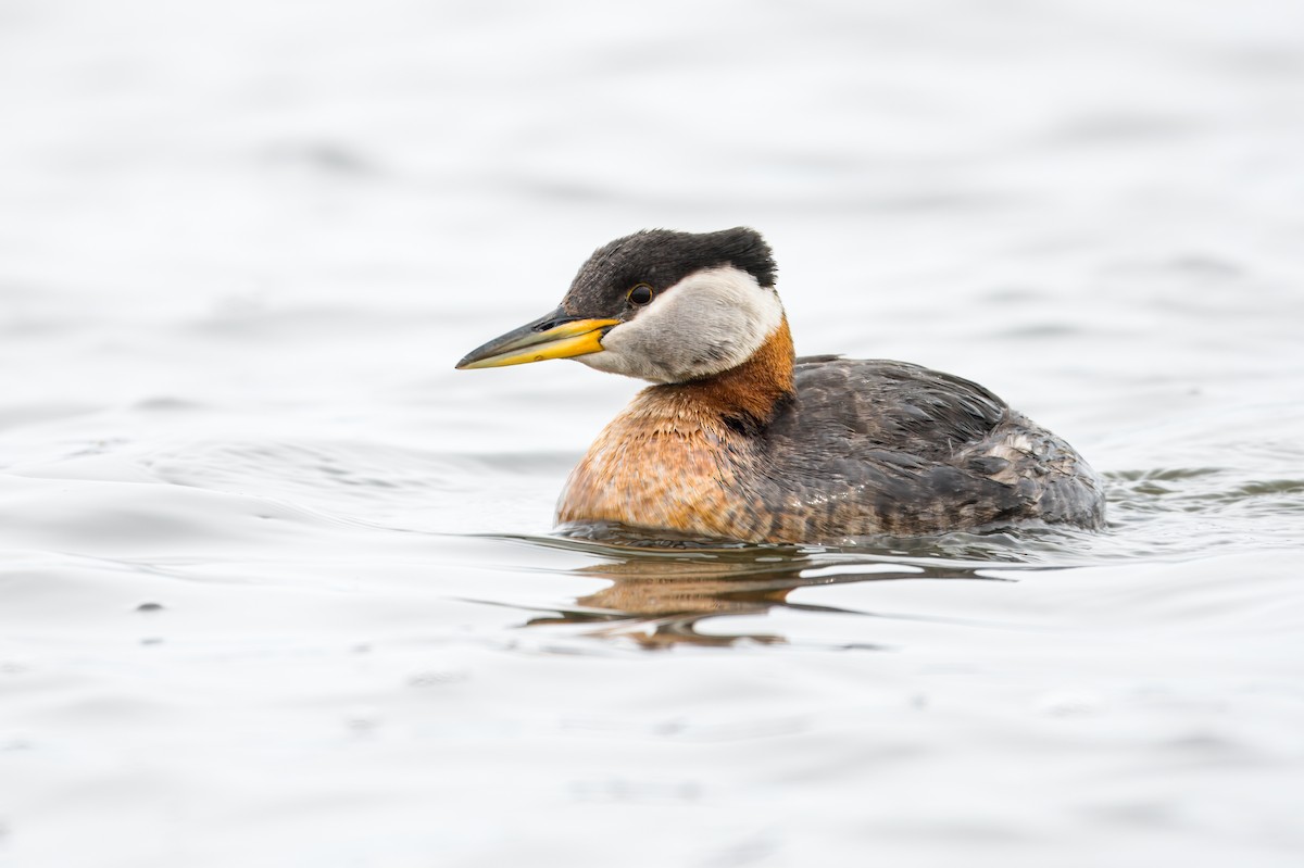 Red-necked Grebe - ML620602187