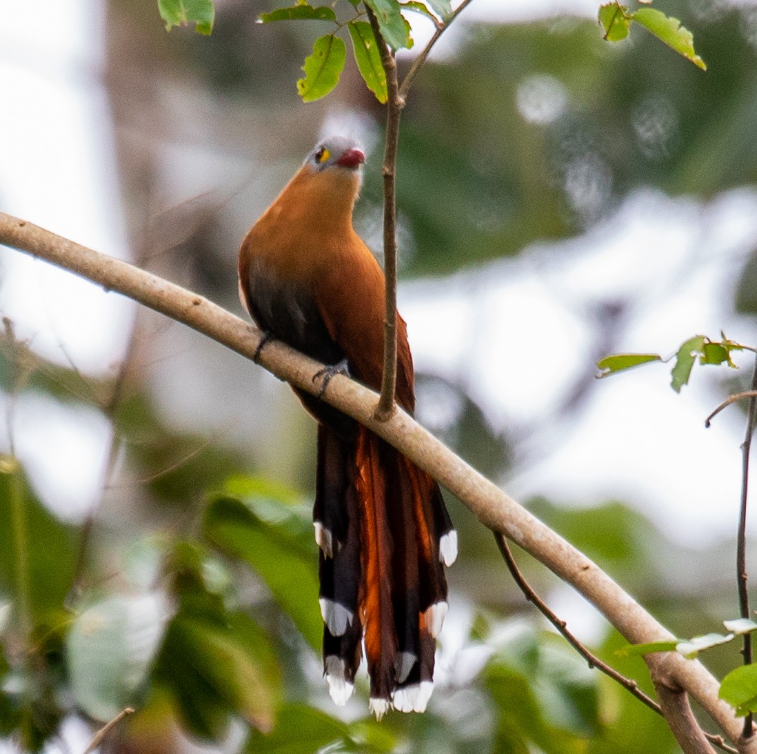 Black-bellied Cuckoo - ML620602189