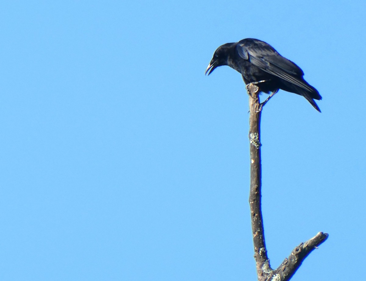 American Crow - Kristine Hoffman