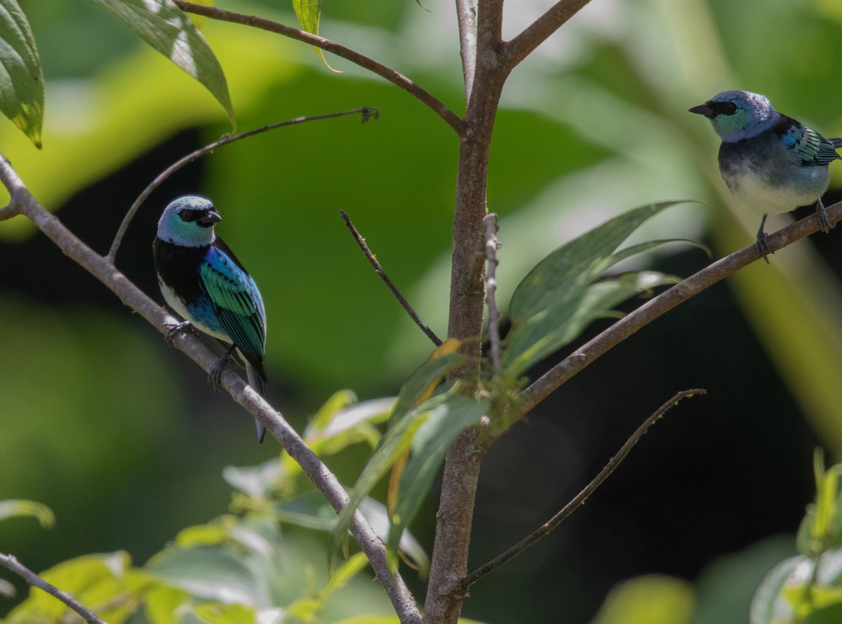 Masked Tanager - ML620602195
