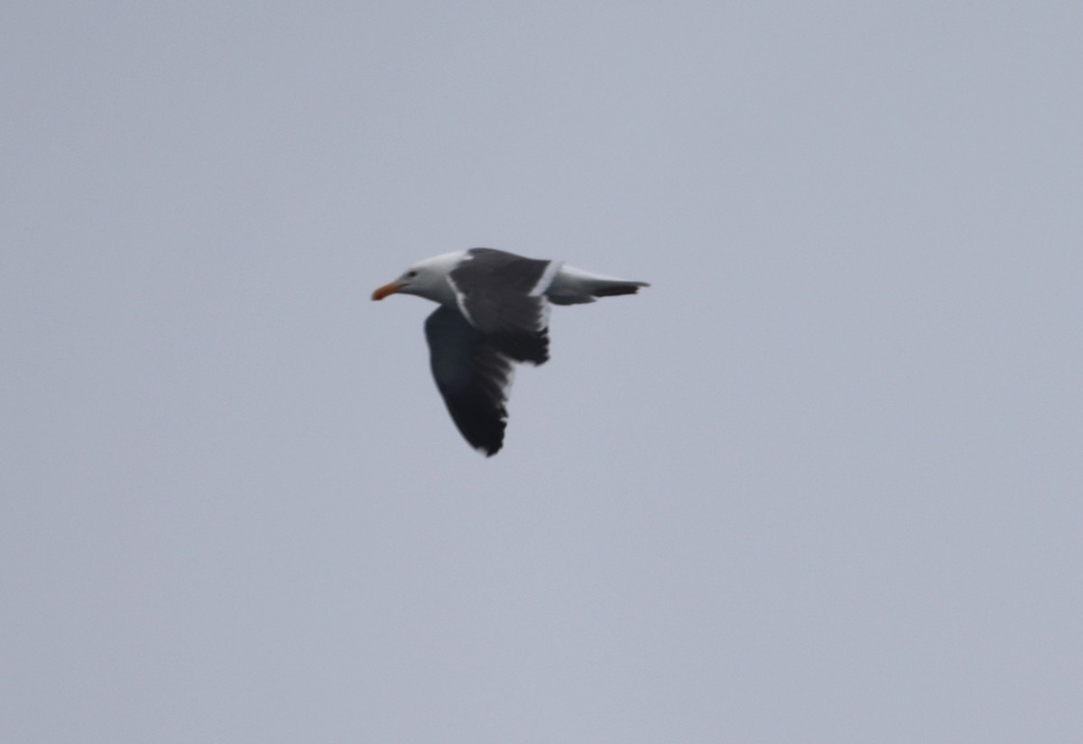 Western Gull - ML620602197