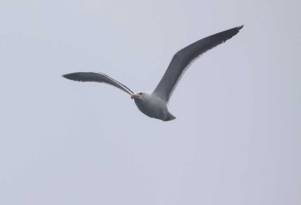 Western Gull - ML620602200