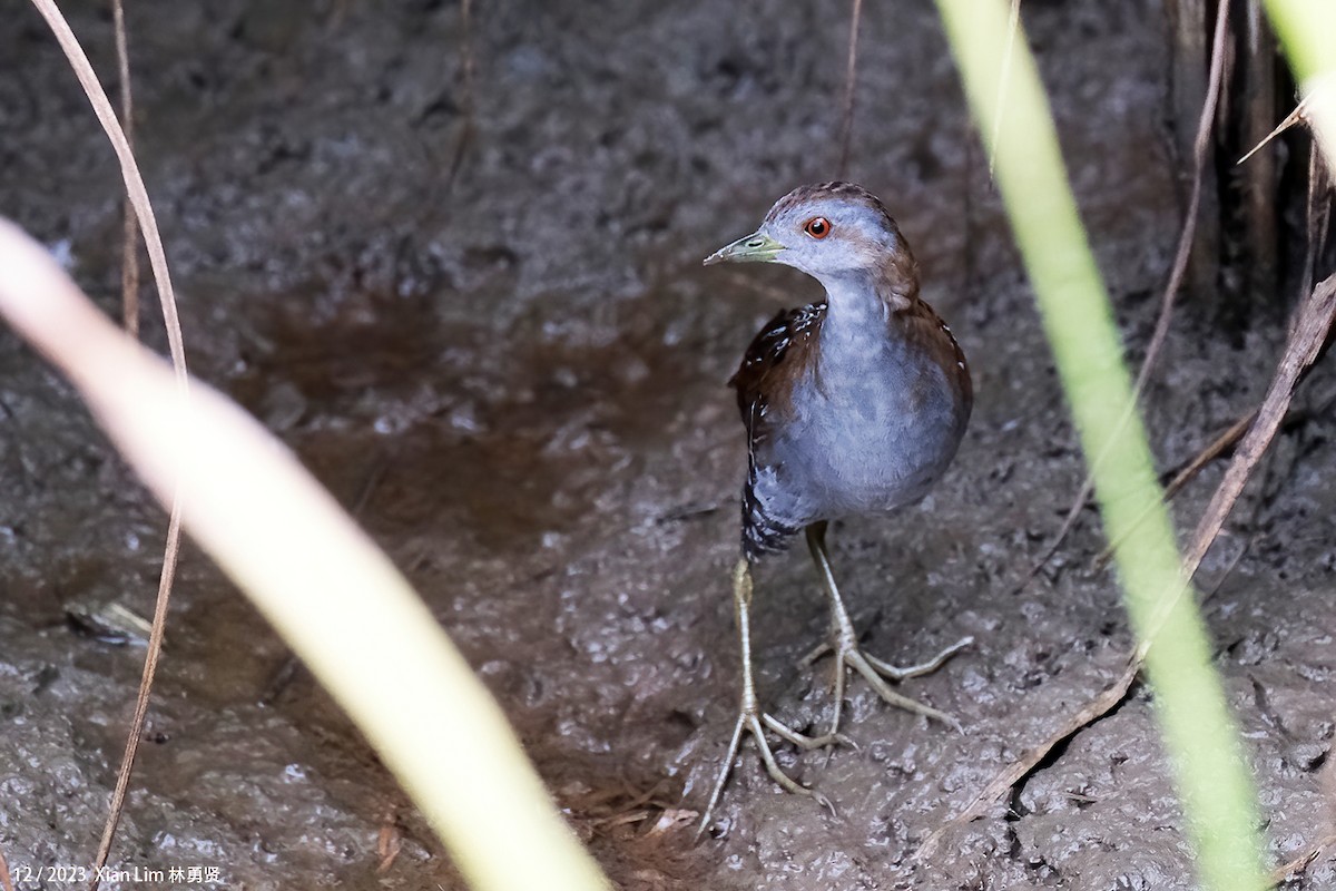 Baillon's Crake - ML620602202