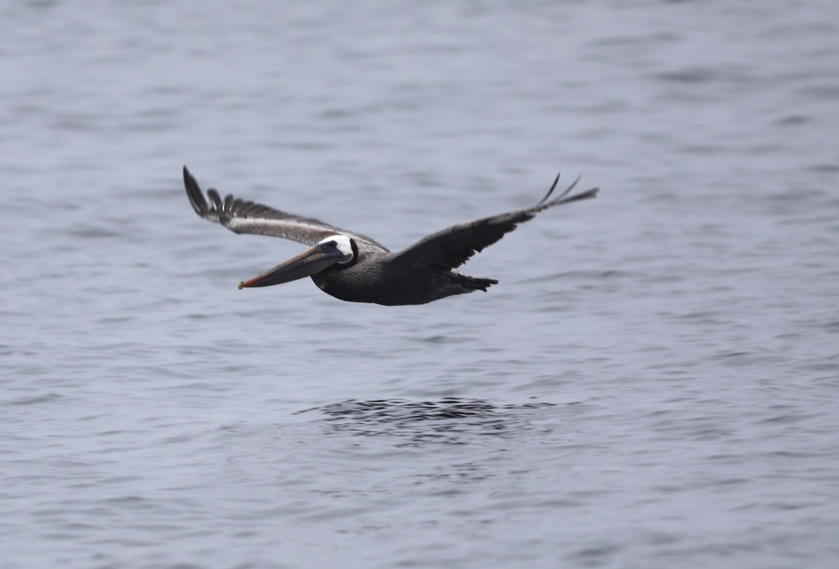 Brown Pelican - ML620602206