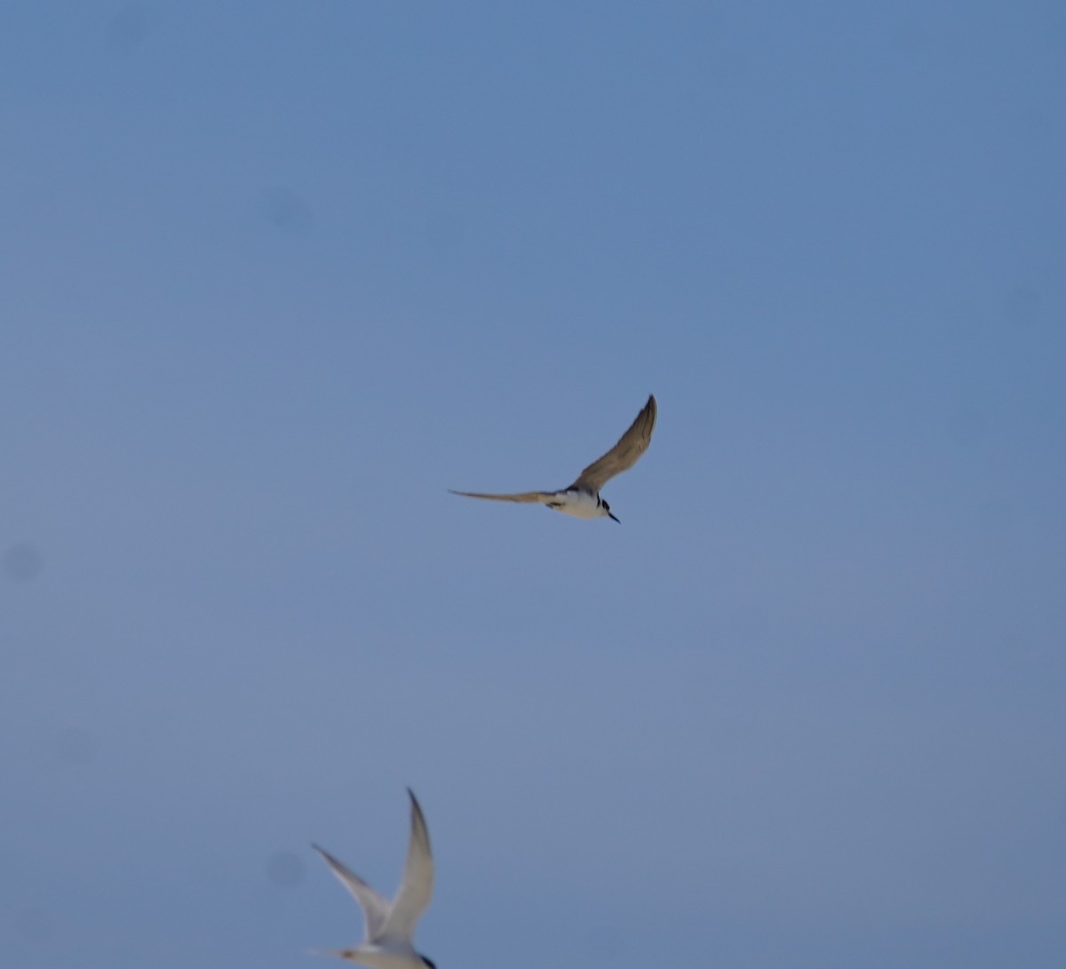 Black Tern - ML620602208