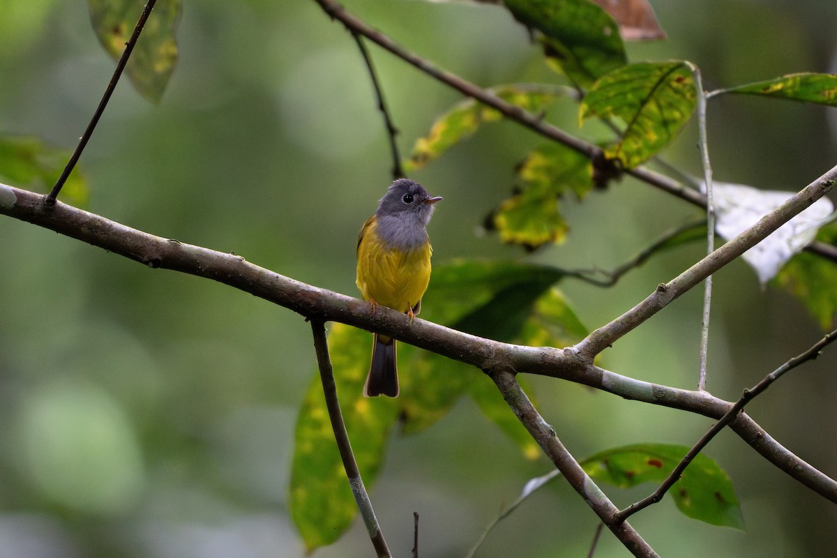 Gray-headed Canary-Flycatcher - Chuan Xuan