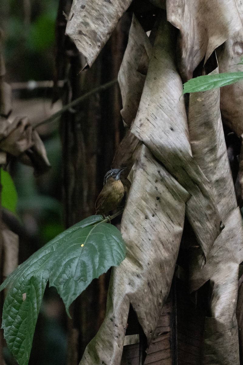 Gray-throated Babbler - ML620602224