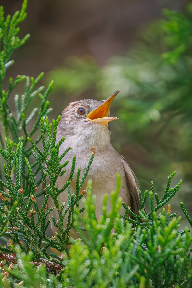 House Wren - ML620602228