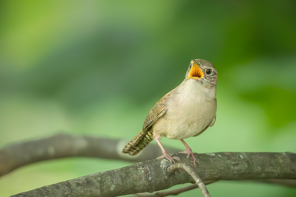 House Wren - ML620602229