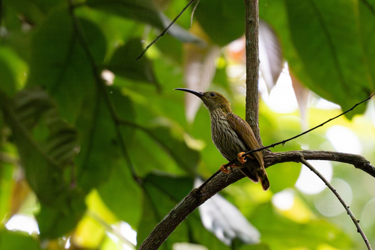 Streaked Spiderhunter - ML620602230