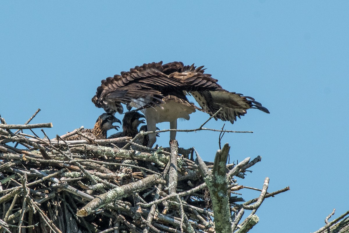 Osprey - ML620602231