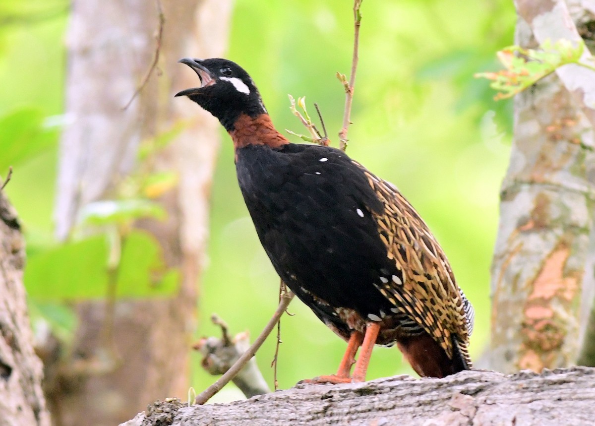 Black Francolin - ML620602232